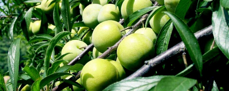 李子什么时候成熟 李子什么时候成熟采摘