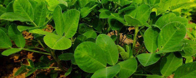 花生苗发黄什么原因 花生苗发黄什么原因造成的