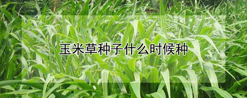玉米草种子什么时候种（玉米草种子什么时候种植）