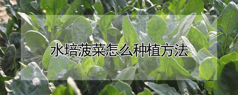 水培菠菜怎么种植方法（水培菠菜怎么种植方法图片）