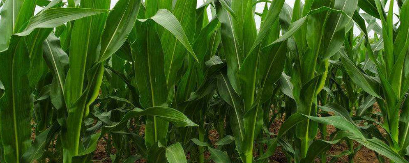 玉米苗怎么培育 怎样培育玉米幼苗