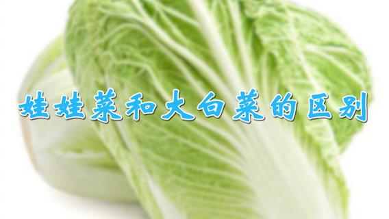 娃娃菜和大白菜的区别 大白菜与娃娃菜有什么不同
