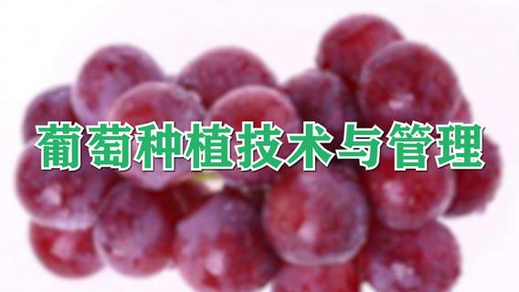 葡萄种植技术与管理 阳光玫瑰葡萄种植技术与管理