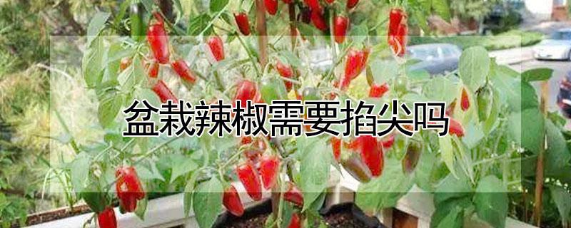 盆栽辣椒需要掐尖吗 盆栽辣椒需要掐尖吗视频