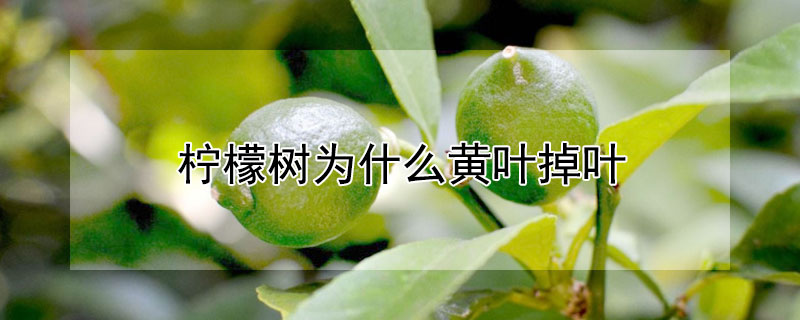 柠檬树为什么黄叶掉叶 柠檬树为什么黄叶掉叶呢