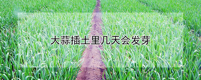 大蒜插土里几天会发芽 大蒜放进土里多久能发芽