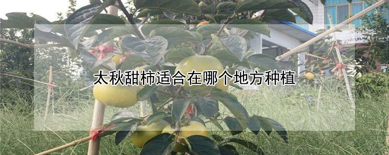 太秋甜柿适合在哪个地方种植 太秋甜柿适合北方种植吗