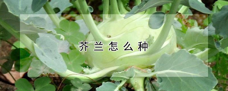 芥兰怎么种（芥兰怎么种植视频）