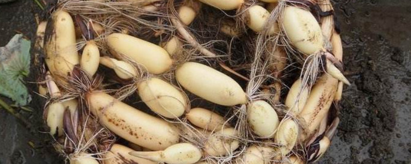 莲藕什么时候种植（莲藕什么时候种植最佳有没有季节性）