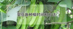 架豆角种植时间和方法 架豆角种植技术