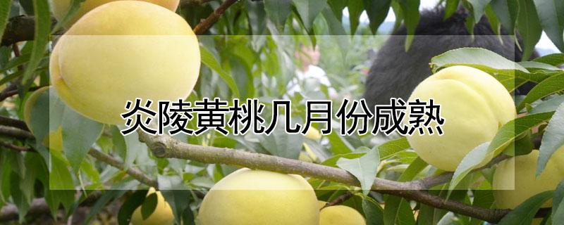 炎陵黄桃几月份成熟 炎陵黄桃几月份成熟了