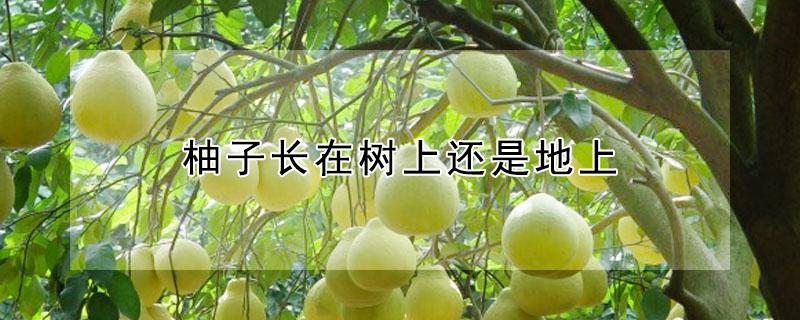 柚子长在树上还是地上 柚子长在树上还是长在地上