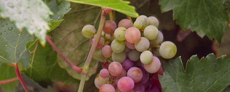 送葡萄的寓意是什么（送葡萄的寓意是什么意思）