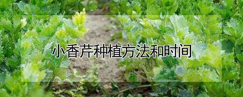 小香芹种植方法和时间（小香芹菜种植技术和种植时间）