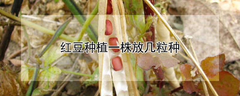 红豆种植一株放几粒种 红豆种植一株放几粒种子合适