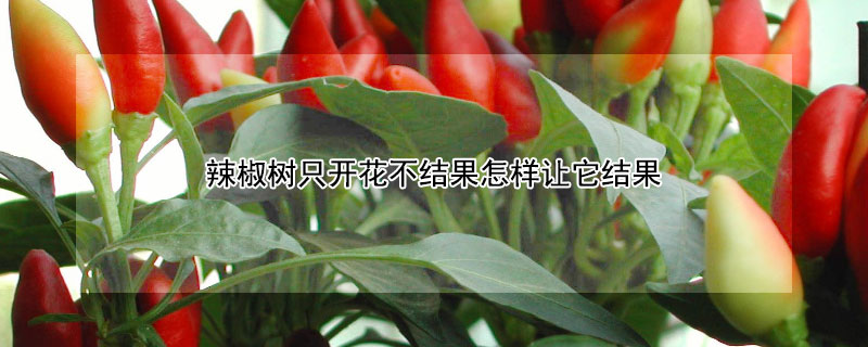 辣椒树只开花不结果怎样让它结果 辣椒树只开花不结果怎样让它结果更多
