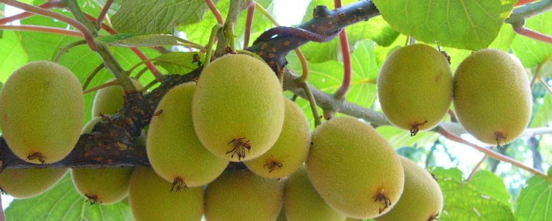 猕猴桃北方可以种吗 猕猴桃北方可以种吗