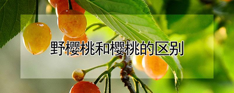 野樱桃和樱桃的区别 野樱桃和樱桃的区别图片