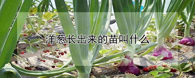 洋葱长出来的苗叫什么（洋葱长出来的苗叫什么名字）