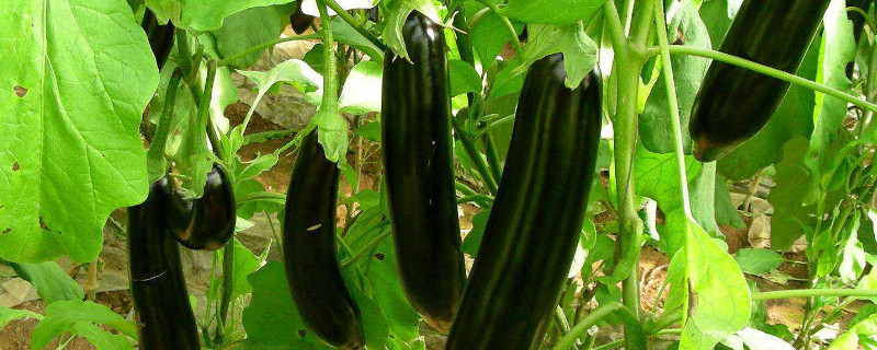 茄子苗长虫了怎么办（茄子苗生虫怎么办）