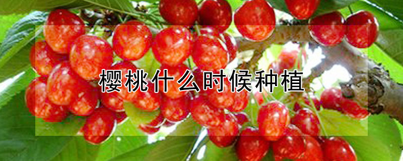 樱桃什么时候种植 樱桃什么时候种植成活率高