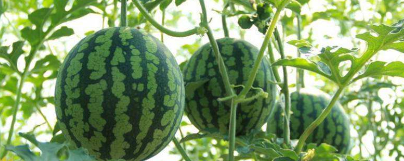 西瓜多少天停止膨大 西瓜停止膨大到成熟大概需要几天