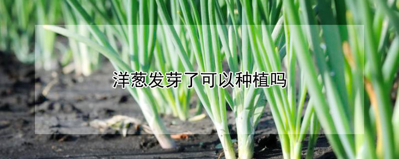 洋葱发芽了可以种植吗（洋葱发芽了可以种植吗视频）