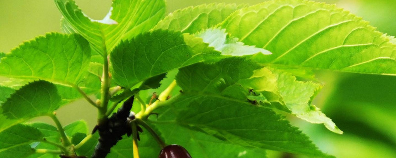 樱桃叶子卷曲是什么原因（樱桃叶子卷曲是什么原因呢）