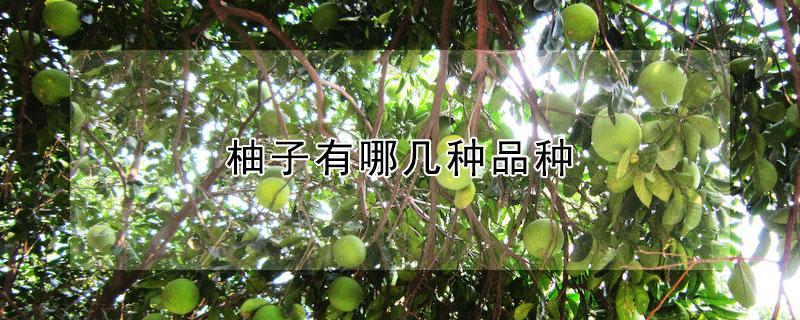柚子有哪几种品种 柚子有哪几种品种