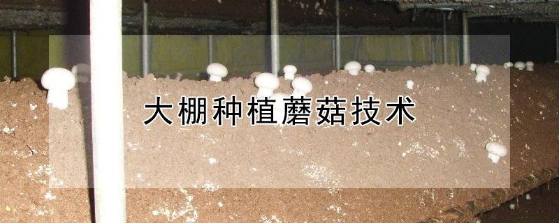 大棚种植蘑菇技术 大棚种植蘑菇技术要求