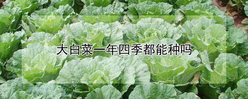 大白菜一年四季都能种吗 大白菜一年四季都能种吗