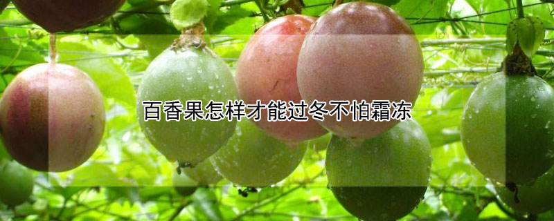 百香果怎样才能过冬不怕霜冻 百香果如何过冬天