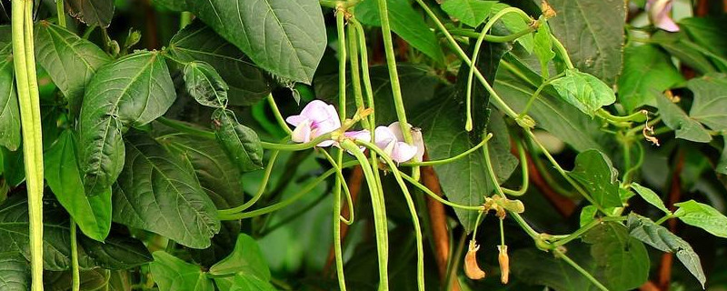 四季豆是豆角吗（四季豆是豆角吗会中毒吗）