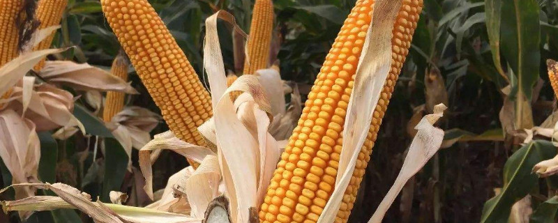 玉米的种植方法和技术（玉米怎样栽培）