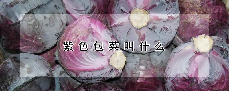 紫色包菜叫什么（紫色包菜叫什么菜名）