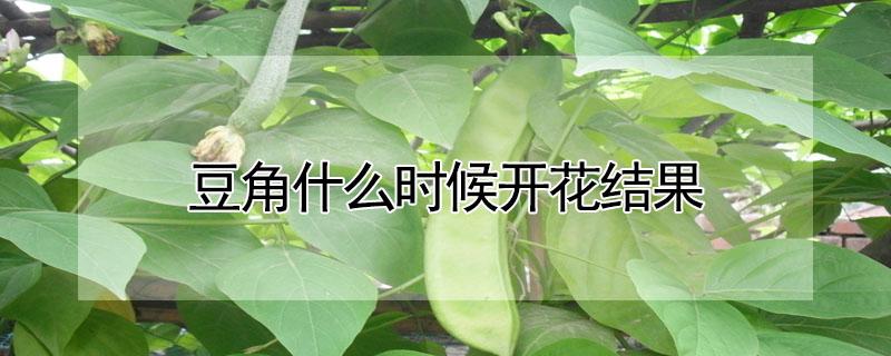 豆角什么时候开花结果 豆角多长时间开花结果