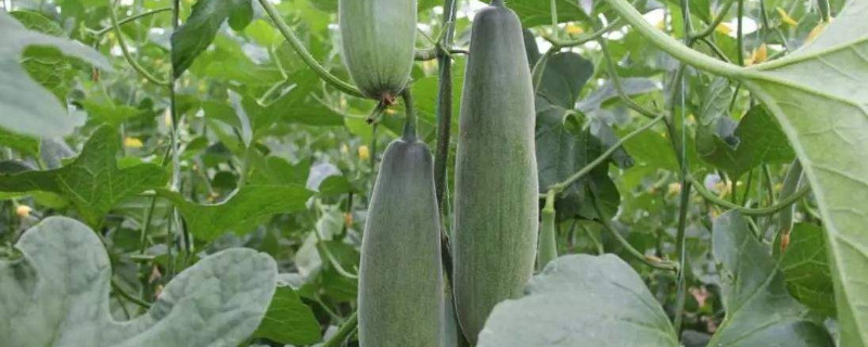 羊角蜜甜瓜种植时间与方法是什么（羊角蜜甜瓜种植时间与方法是什么意思）