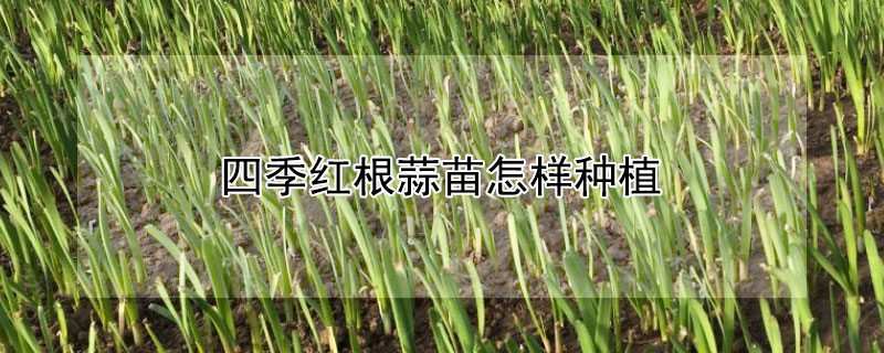 四季红根蒜苗怎样种植（四季红根蒜苗怎样种植的）
