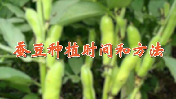 蚕豆种植时间和方法（豌豆种植时间和方法图）