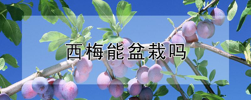 西梅能盆栽吗（西梅能盆栽吗怎么养）