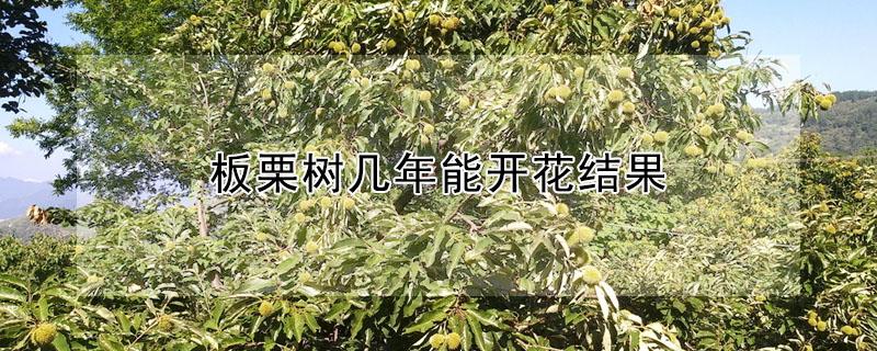 板栗树几年能开花结果（板栗树几年能开花结果图片）