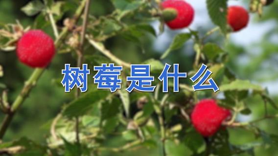 树莓是什么（树莓是什么科植物）