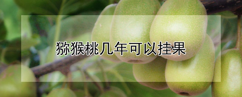 猕猴桃几年可以挂果（猕猴桃几年可以挂果成熟）