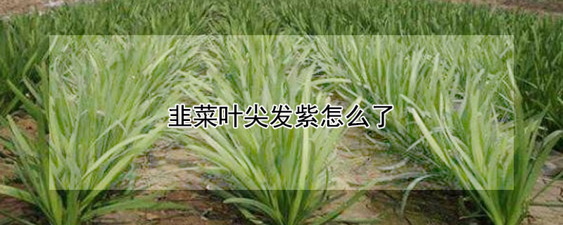 韭菜叶尖发紫怎么了（韭菜叶尖发紫能吃吗）