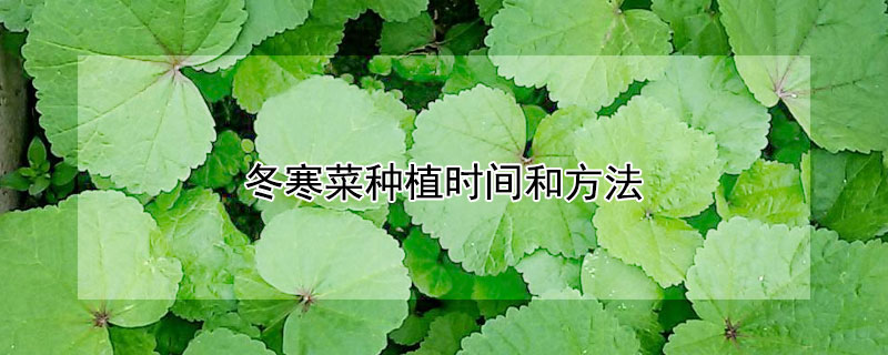 冬寒菜种植时间和方法 盆栽冬寒菜种植时间和方法