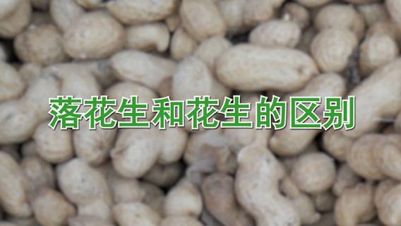 落花生和花生的区别（落花生是花生吗?）