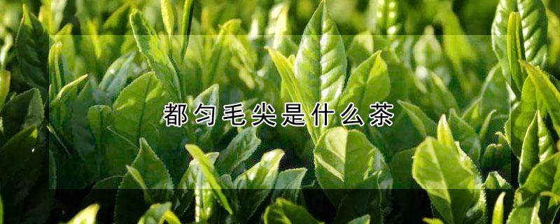 都匀毛尖是什么茶（都匀毛尖是名茶吗）