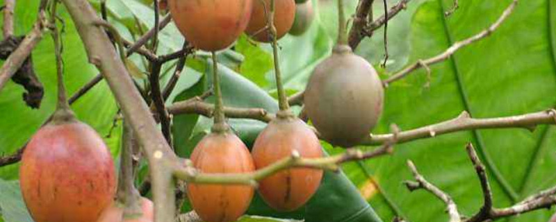 番茄第二年还会长吗（盆栽小番茄第二年还会结果吗）