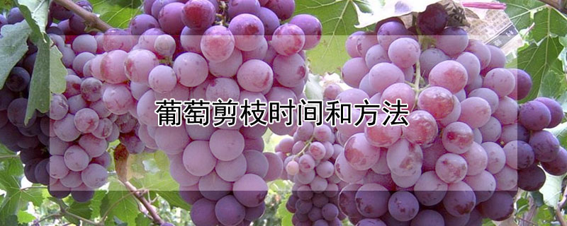 葡萄剪枝时间和方法 葡萄剪枝的时间