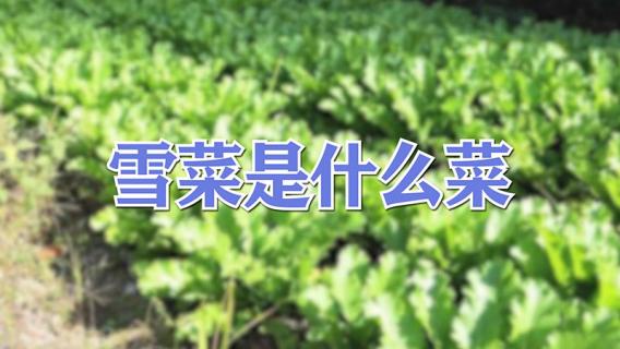 雪菜是什么菜 雪菜是什么菜做的